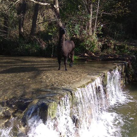 Chambre Cevennes: Piscine, Lamas, Riviere Cros  ภายนอก รูปภาพ
