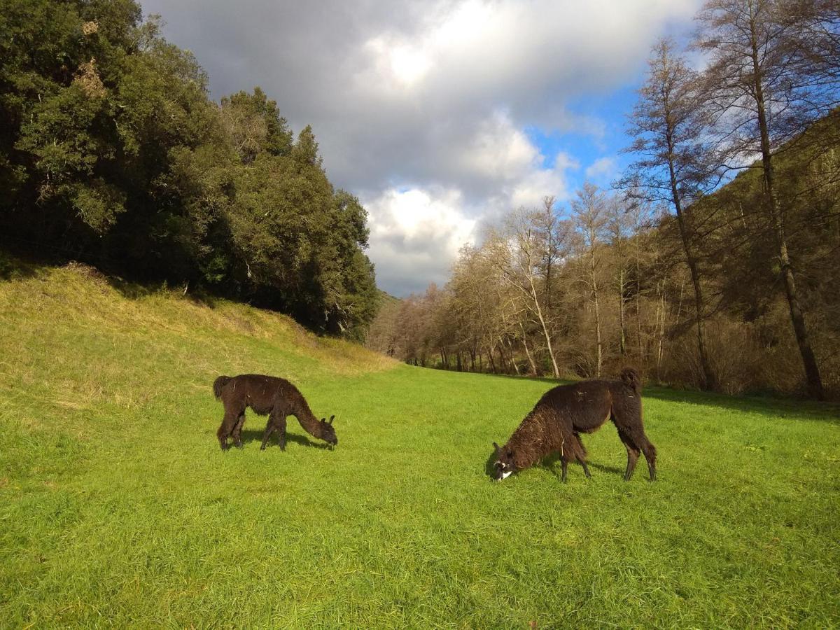 Chambre Cevennes: Piscine, Lamas, Riviere Cros  ภายนอก รูปภาพ