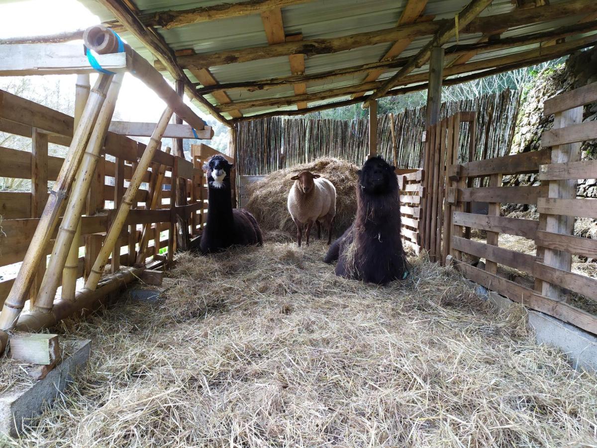 Chambre Cevennes: Piscine, Lamas, Riviere Cros  ภายนอก รูปภาพ