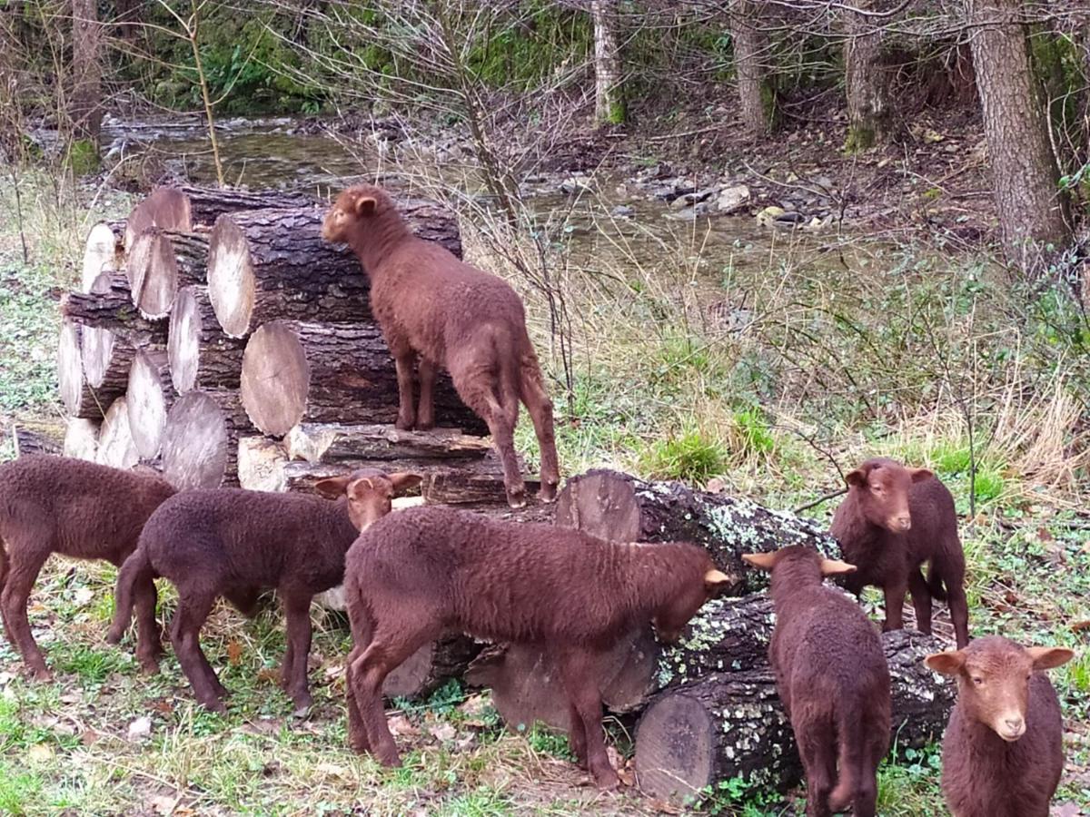 Chambre Cevennes: Piscine, Lamas, Riviere Cros  ภายนอก รูปภาพ